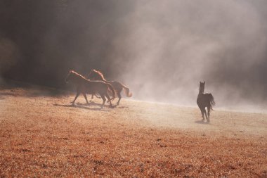 Sabah güneş ışığı iç kahverengi at ile sisli kırsal alandaki.