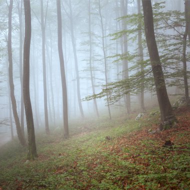 Sabah sisli orman manzara ışık.