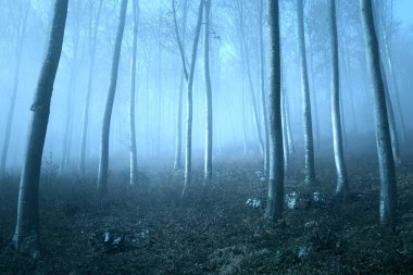 Dreamy mystic blue colored light in magic foggy forest landscape. Light effect and turquoise color effect added. clipart