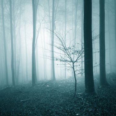 Fantezi koyu mavi renkli sisli orman ağaç manzara. Kullanılan renk filtre efekti. 