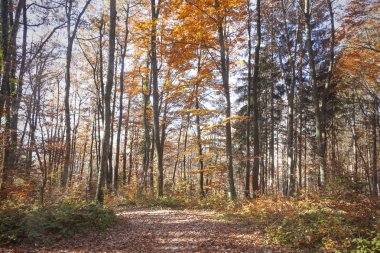Güzel güneşli sonbahar orman manzara yolu ile.