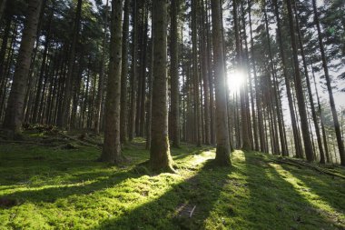 Harika güneşli yeşil yosun kat iğne yapraklı güneş ışığı Orman Peyzaj.
