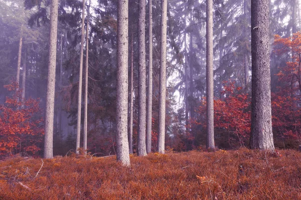 Bela Paisagem Conto Fadas Floresta Coníferas Sonhadoras Efeito Filtro Cor — Fotografia de Stock