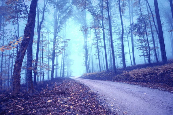 Dreamy Brouillard Mystérieux Paysage Route Forêt Colorée — Photo