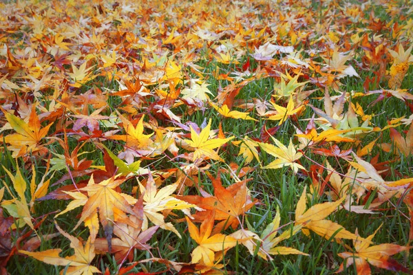 Wet Colorful Autumn Season Maple Leaves Green Grass Park — Stock Photo, Image