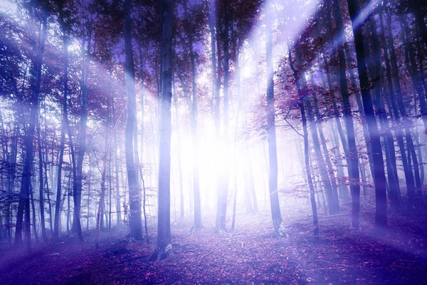 Bellissimo Raggio Luce Fantasy Nel Paesaggio Nebbioso Della Foresta Effetto — Foto Stock