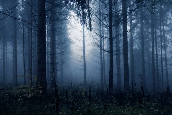 Tmavě Modrý Proužek Strašidelné Mlhavé Jehličnatý Les Strom Krajina Efekt — Stock fotografie