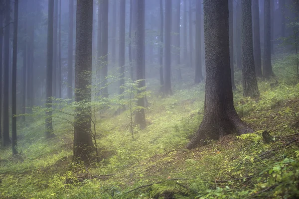 Artistic blurry foggy forest landscape.