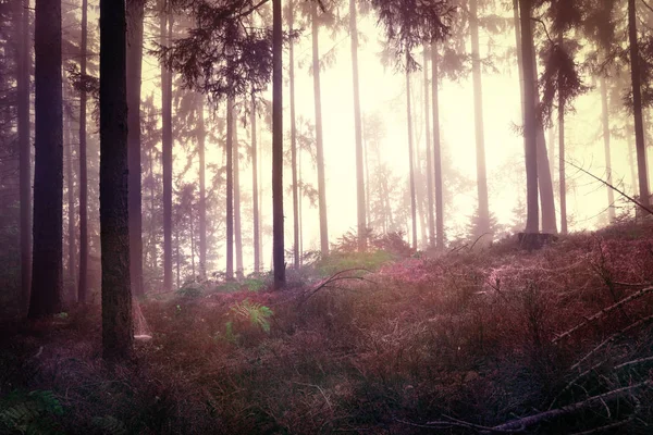 Red Colored Dark Scary Forest Tree Landscape Cobwebs Artistic Halloween — Stock Photo, Image