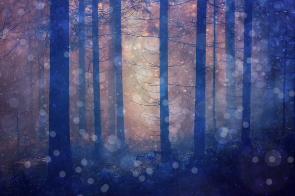 Magic foggy light with bokeh in mysterious forest tree landscape.
