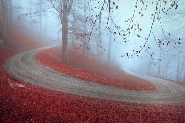 Magic Autumn Season Foggy Winding Forest Road Red Leaves Ground — Stock Photo, Image
