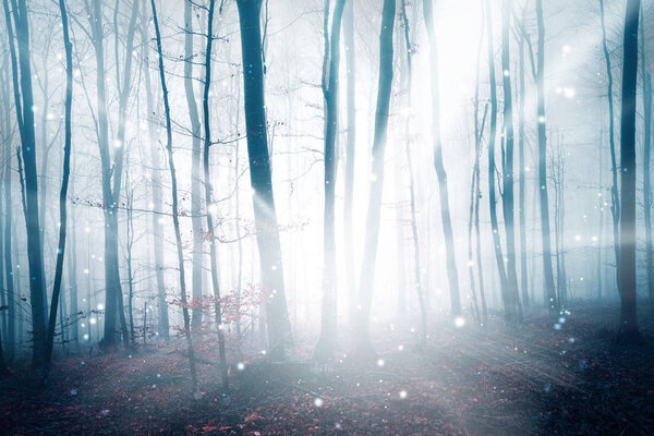 Fantasy ray of light in the foggy forest landscape with abstract fireflies bokeh. Color filter effect used.