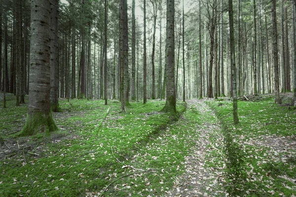 パスと針葉樹林の樹木景観の美しい緑の苔床 — ストック写真