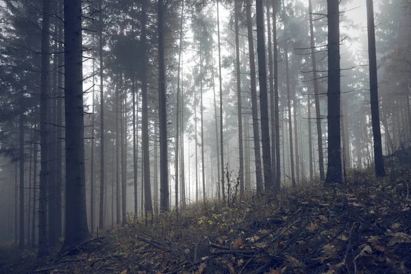 朝の秋霧の林の木 — ストック写真