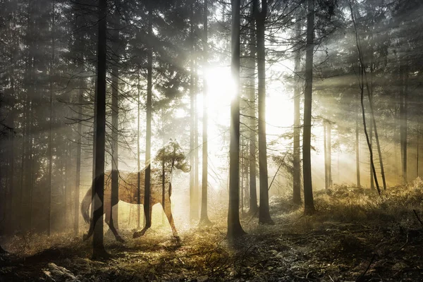 艺术神秘的马在幻想中阳光明媚的仙境森林景观 抽象的独角兽在神奇的林地 使用的双曝光技术 图库图片