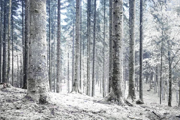 美しい冬の季節冷たい雪に覆われた森の風景 — ストック写真