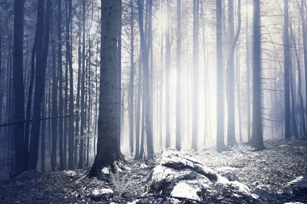 Зимний Туманный Лесной Пейзаж Волшебным Светом — стоковое фото