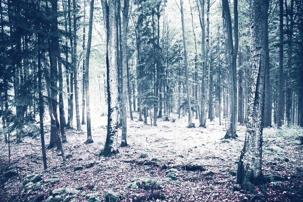 Szép Vad Téli Erdő Táj — Stock Fotó