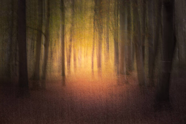 Blurry artistic autumn forest landscape.