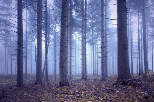 ファンタジー ソフト ブルー ピンク色霧針葉樹森林景観 — ストック写真