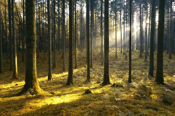 Luz Solar Mágica Manhã Ouro Colorido Paisagem Floresta Musgosa — Fotografia de Stock