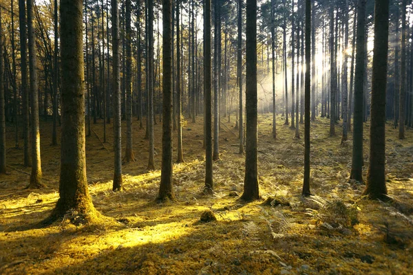 Magic morning sunlight in gold colored mossy forest landscape. 