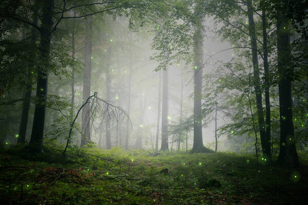 Magical green colored foggy fairytale forest landscape with fireflies.