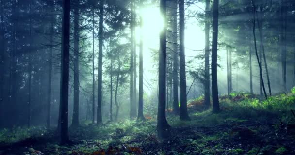 Manhã Floresta Nebulosa Com Vaga Lumes Movimento Raios Luz Dolly — Vídeo de Stock