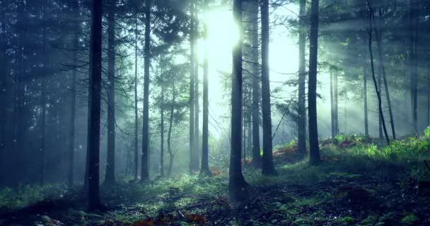 Forêt Brumeuse Matinale Avec Mouvements Lucioles Rayons Lumière Dolly Slider — Video