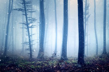 Sihirli sisli kış kayın ağacı orman kar yağışı sırasında. 