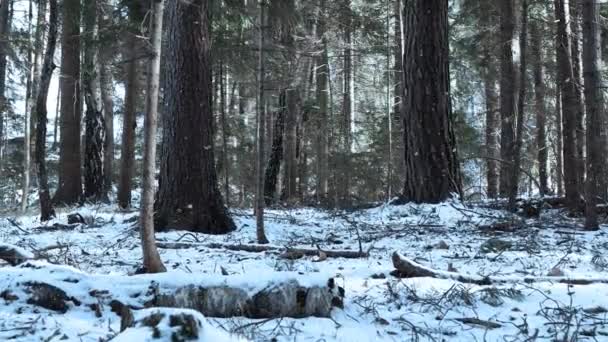 Bela Estação Inverno Floresta Nevada Com Neve Caindo Dolly Equipamento — Vídeo de Stock