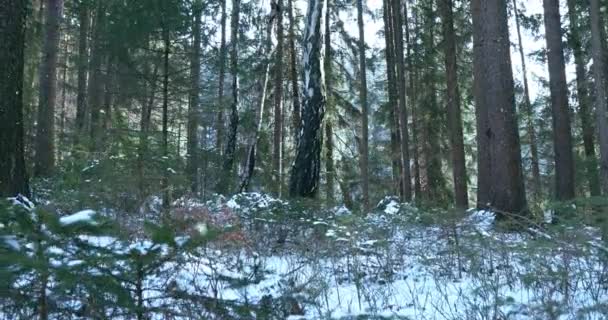 Magische Wintersaison Verschneiten Wald Mit Schneefall Dolly Slider Ausrüstung Gebraucht — Stockvideo