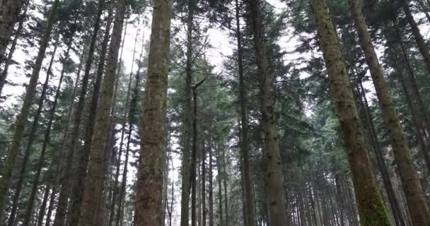 View Tall Conifer Trees Forest — Stock Video