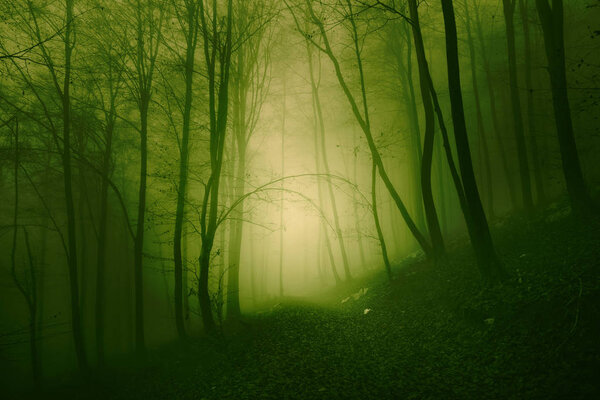 Mystical yellow green foggy light in forest.