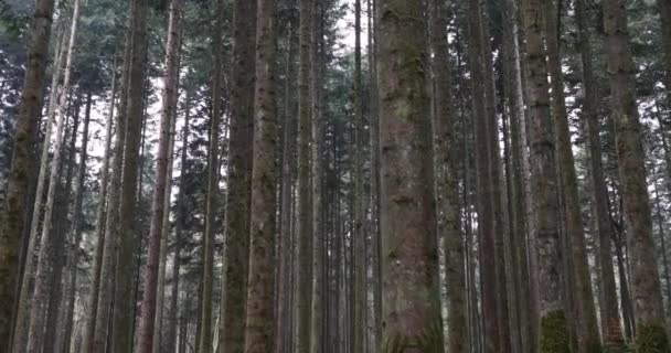 Hoog Conifer Bomen Landschap Slovenië Europa — Stockvideo