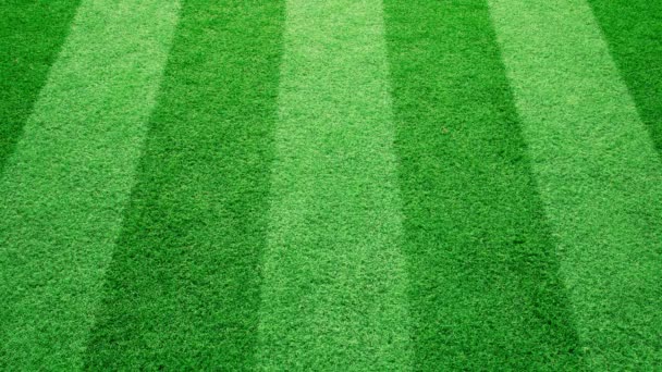 阳光明媚的足球在一个绿色的草地格局的框架滚动 — 图库视频影像
