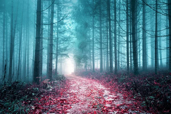 艺术色的雾蒙蒙的森林之路 — 图库照片