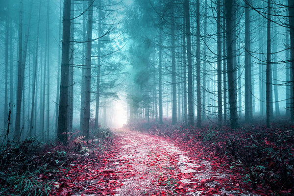 Artistic colored misty forest road.