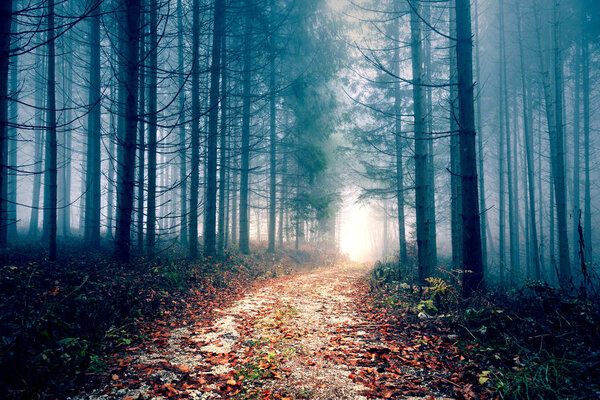 Mystery foggy light in the forest with road.