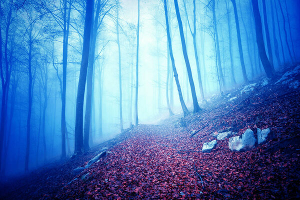 Dreamy blue colored foggy forest landscape with single path. Color filter effect used.
