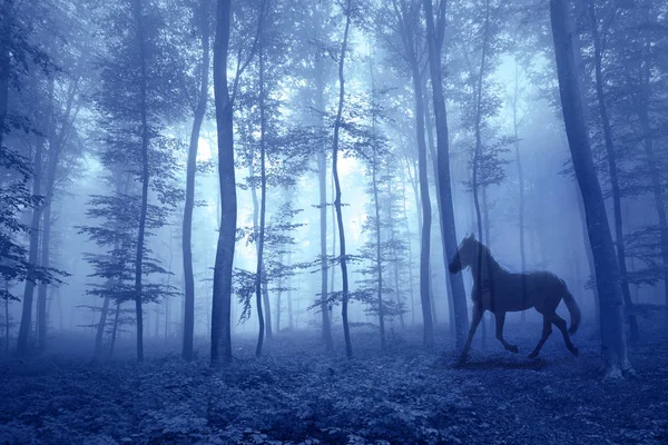 Zauberhafter Nebelwald mit laufendem Pferd — Stockfoto