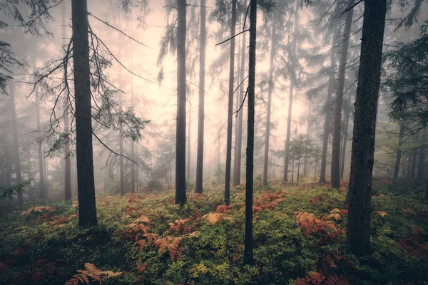 可怕的雾蒙蒙的森林树木 — 图库照片