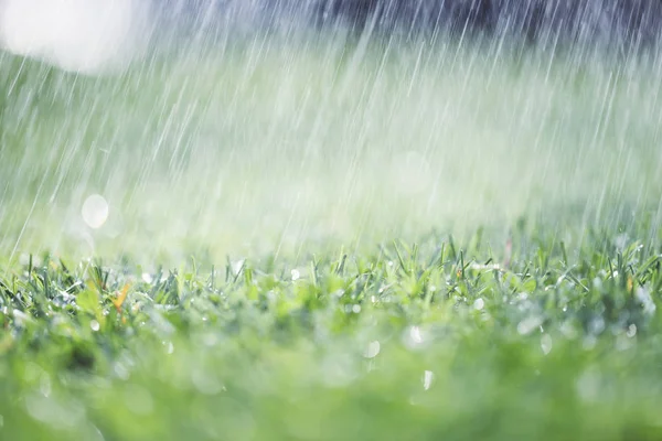 Pioggia pesante su erba verde e soleggiata — Foto Stock