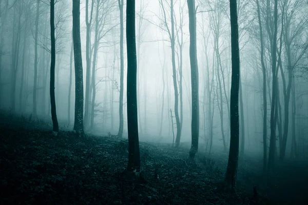 Feu brumeux bleu vert abstrait dans la forêt de contes de fées — Photo
