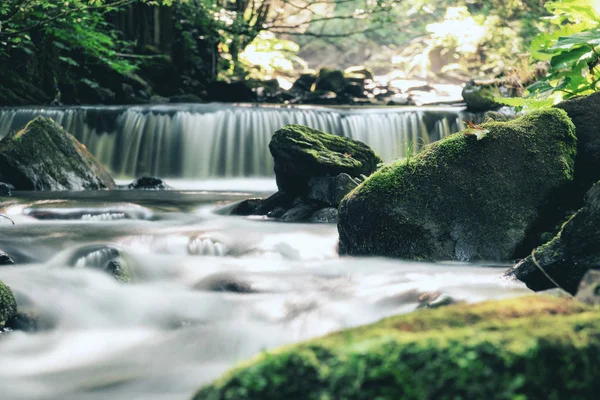 手付かずの森の中の美しい日当たりの良い川 — ストック写真