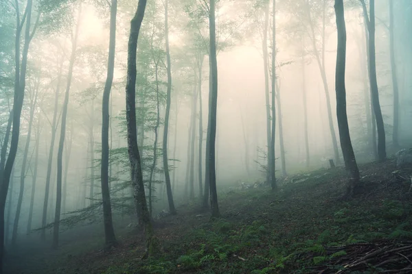 Luz enevoada na paisagem mágica da floresta — Fotografia de Stock