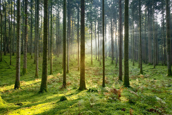 Beautiful sunlight in morning mossy forest