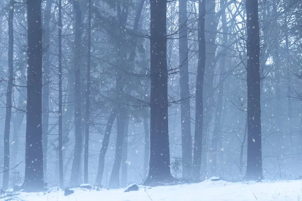 Floresta de inverno nebulosa fria com nevasca — Fotografia de Stock