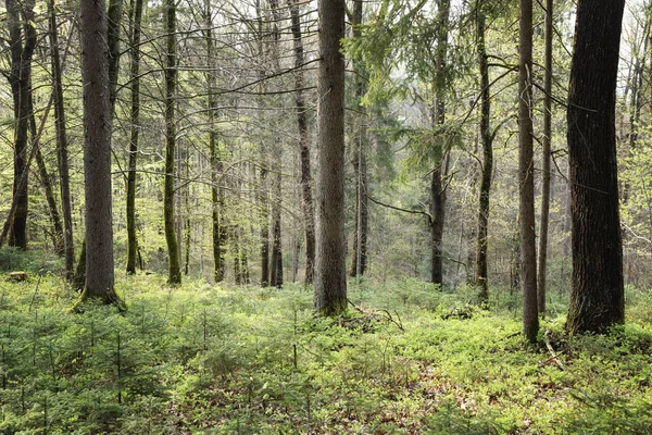 Spring season green forest landscape