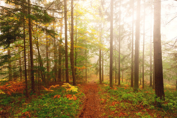 Misty autumn season colored forest leaves
